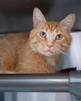 Salmon -  Domestic Short Hair Cat for Adoption in Boone, Iowa - Salmon | PetCurious