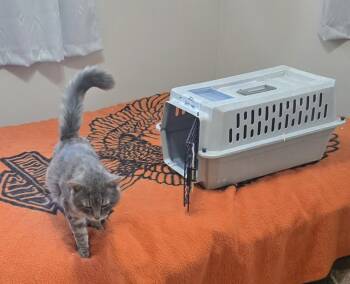 Domestic Long Hair Cats Available for Adoption in Broomfield, Colorado - JOSE | PetCurious