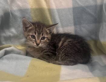 Domestic Short Hair Cats Available for Adoption in Dickson, Tennessee - Bernadette | PetCurious