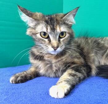 Domestic Medium Hair Cats Available for Adoption in Hawk Point, Missouri - Seconds | PetCurious