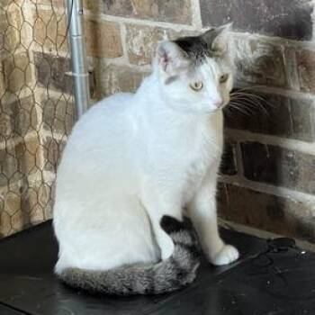 Rescue Domestic Short Hair Cats for Adoption in Liverpool, Texas - Arabella | PetCurious