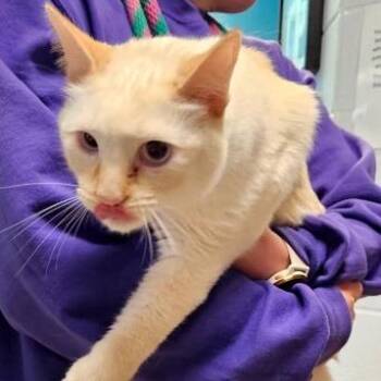 Siamese and Domestic Short Hair Cats Available for Adoption in Carmel, Indiana - Leo | PetCurious