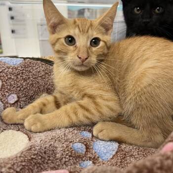 Flaco -  Domestic Short Hair Cat for Adoption in West Palm Beach, Florida - Flaco | PetCurious
