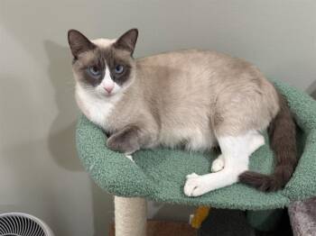 SANDY -  Domestic Short Hair Cat for Adoption in Omaha, Nebraska - SANDY | PetCurious