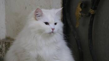 Rescue Persian Cats for Adoption in Brampton, Ontario - Boka | PetCurious