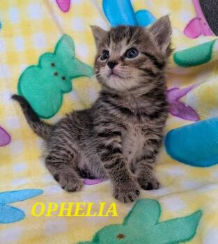 Domestic Short Hair Cats Available for Adoption in Chalfont, Pennsylvania - Ophelia | PetCurious