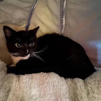 Domestic Short Hair Cats Available for Adoption - Rarity | PetCurious