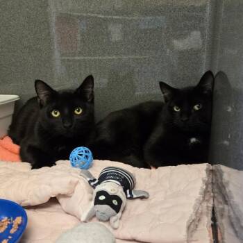 Rescue Domestic Short Hair Cats for Adoption - Jack & Netti (Bonded) | PetCurious