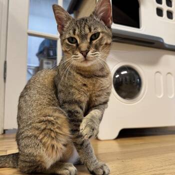 Sarah -  Domestic Short Hair and Mixed Breed Cat for Adoption in New York, New York - Sarah | PetCurious