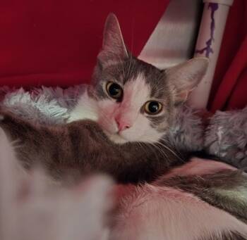 Rescue Domestic Short Hair Cats for Adoption in Cincinnati, Ohio - Trixis | PetCurious