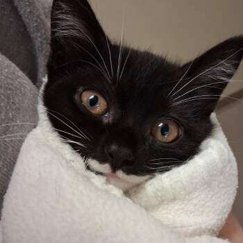 Orion -  Domestic Short Hair Cat for Adoption in Middlebury, Vermont - Orion | PetCurious