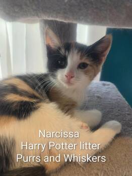 Narcissa -  Domestic Short Hair Cat for Adoption in New Hartford, New York - Narcissa | PetCurious