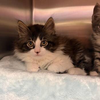 Domestic Long Hair Cats Available for Adoption in Keizer, Oregon - Chip | PetCurious