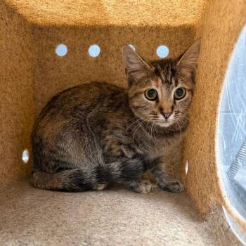 Pearl -  Domestic Short Hair Cat for Adoption in Tuscaloosa, Alabama - Pearl | PetCurious