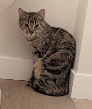 Rescue Domestic Short Hair Cats for Adoption in Saint François Xavier, Manitoba - SAGE | PetCurious