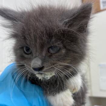 Donkey Kong -  Domestic Medium Hair Cat for Adoption in Auburn, Alabama - Donkey Kong | PetCurious