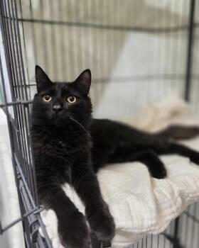 Bonnie -  Domestic Medium Hair Cat for Adoption in Novato, California - Bonnie | PetCurious