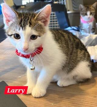 Larry -  Domestic Short Hair Cat for Adoption in Ruskin, Florida - Larry | PetCurious