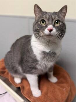 Domestic Short Hair Cats Available for Adoption - GUS | PetCurious