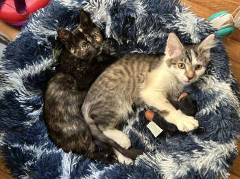 Rescue Domestic Short Hair Cats for Adoption in Mcdonald, Pennsylvania - Truffle & Chanterelle | PetCurious