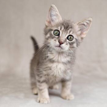 Logan (No Collar) -  Domestic Short Hair Cat for Adoption in Sunnyvale, California - Logan (No Collar) | PetCurious