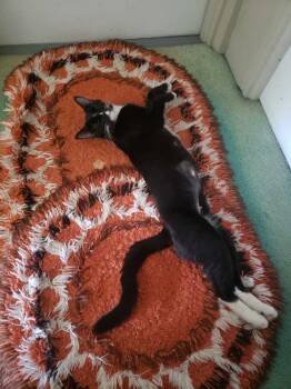 Rescue Domestic Short Hair Cats for Adoption in Liberty, New York - Chloe | PetCurious