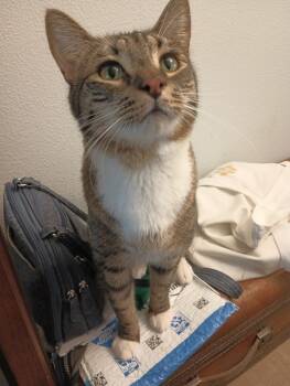 Rescue Domestic Short Hair Cats for Adoption in Lebanon, Oregon - Eeyore | PetCurious