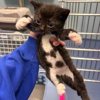 Sweet -  Domestic Short Hair Cat for Adoption in Greensboro, North Carolina - Sweet | PetCurious