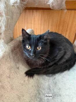 Hermione -  Domestic Medium Hair Cat for Adoption in Winnipeg, Manitoba - Hermione | PetCurious