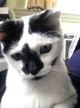Artemis -  Domestic Short Hair Cat for Adoption in Ogden, Utah - Artemis | PetCurious