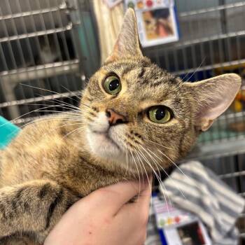 Juniper -  Domestic Short Hair Cat for Adoption in Wilmington, Delaware - Juniper | PetCurious