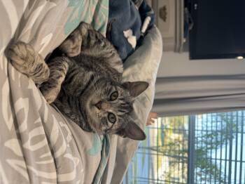 Domestic Short Hair Cats Available for Adoption - Smoke Detector | PetCurious