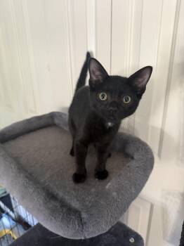 Gertie -  Domestic Short Hair Cat for Adoption in Seven Valleys, Pennsylvania - Gertie | PetCurious