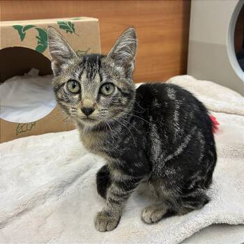 Hazel -  Domestic Short Hair Cat for Adoption in Brentwood, Missouri - Hazel | PetCurious