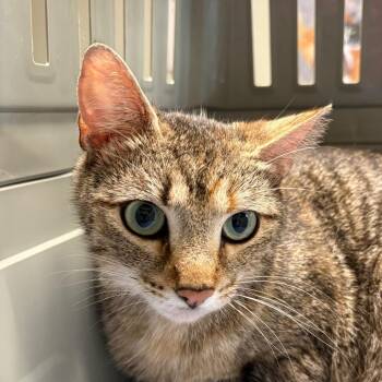 Mama Brandy -  Domestic Short Hair Cat for Adoption in Mt. Juliet, Tennessee - Mama Brandy | PetCurious