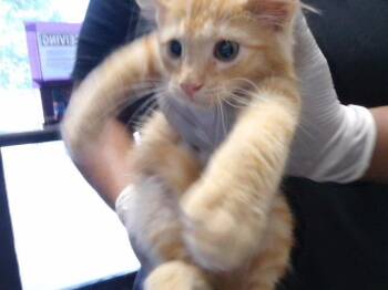 FRIDGE -  Domestic Medium Hair Cat for Adoption in Tulsa, Oklahoma - FRIDGE | PetCurious