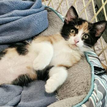 Rosie - Super Cute Calico -  Calico Cat for Adoption in Hoquiam, Washington - Rosie - Super Cute Calico | PetCurious