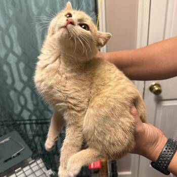 Domestic Short Hair Cats Available for Adoption - Cheese | PetCurious