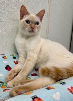 Rescue Siamese Cats for Adoption in Cumberland, Maine - Finley | PetCurious