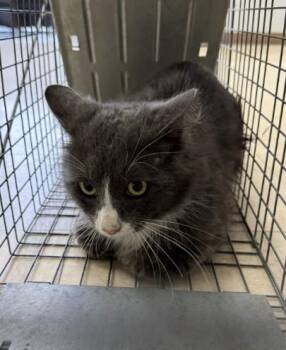 Domestic Medium Hair Cats Available for Adoption in Killeen, Texas - FURRANKLIN | PetCurious