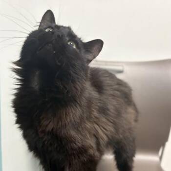 Domestic Long Hair and Domestic Short Hair Cats Available for Adoption in Janesville, Wisconsin - Neptune | PetCurious