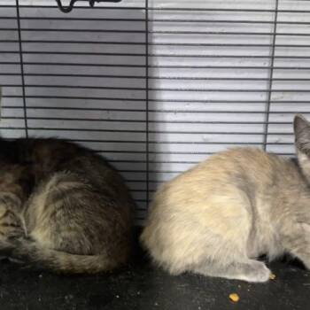 Miss Truffle -  Domestic Short Hair Cat for Adoption in Tipp City, Ohio - Miss Truffle | PetCurious