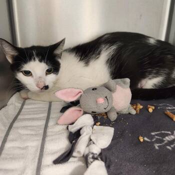Abby -  Domestic Short Hair Cat Available for Adoption - Abby | PetCurious