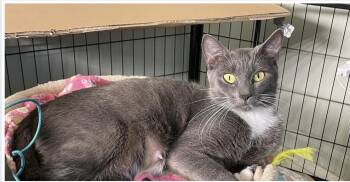 Domestic Short Hair Cats Available for Adoption in Ardsley, New York - Stormy | PetCurious