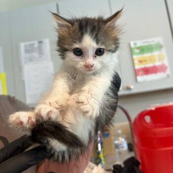 Domestic Short Hair Cats Available for Adoption in Huntington, West Virginia - Yolanda | PetCurious