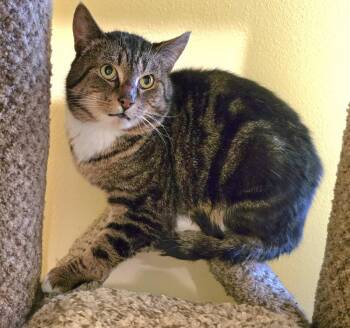 Domestic Short Hair Cats Available for Adoption in Vancouver, Washington - Handsome Boy | PetCurious