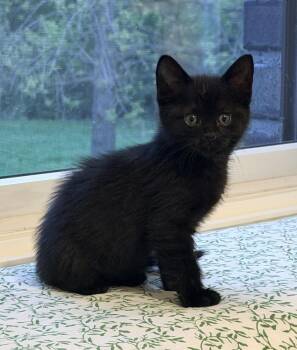 Domestic Short Hair Cats Available for Adoption in Metamora, Illinois - Dean | PetCurious