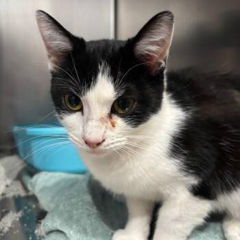 Domestic Short Hair Cats Available for Adoption - Florence | PetCurious