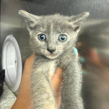 Betty -  Domestic Short Hair Cat for Adoption in Los Angeles, California - Betty | PetCurious