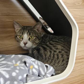 Domestic Short Hair Cats Available for Adoption - Noodle | PetCurious